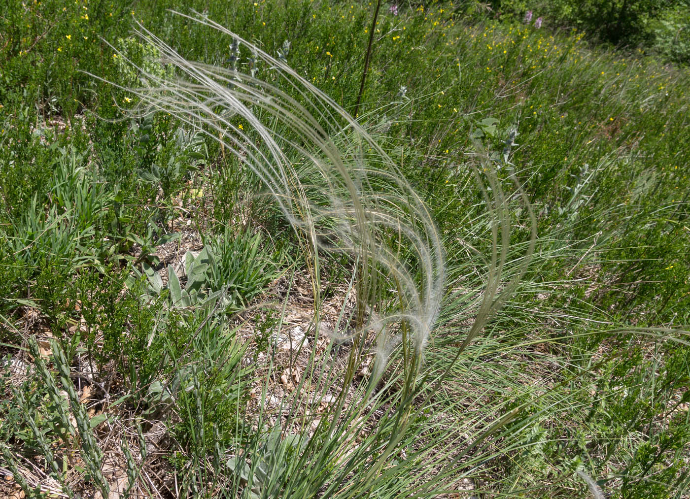 Изображение особи род Stipa.