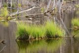 Carex canescens