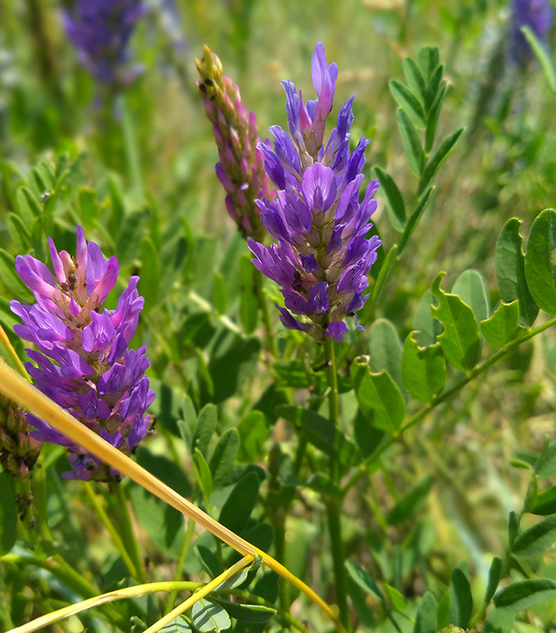 Image of Astragalus adsurgens specimen.