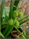 Sagittaria sagittifolia