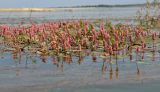 Persicaria amphibia