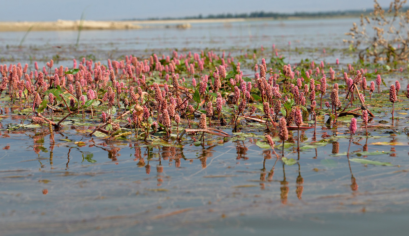 Изображение особи Persicaria amphibia.