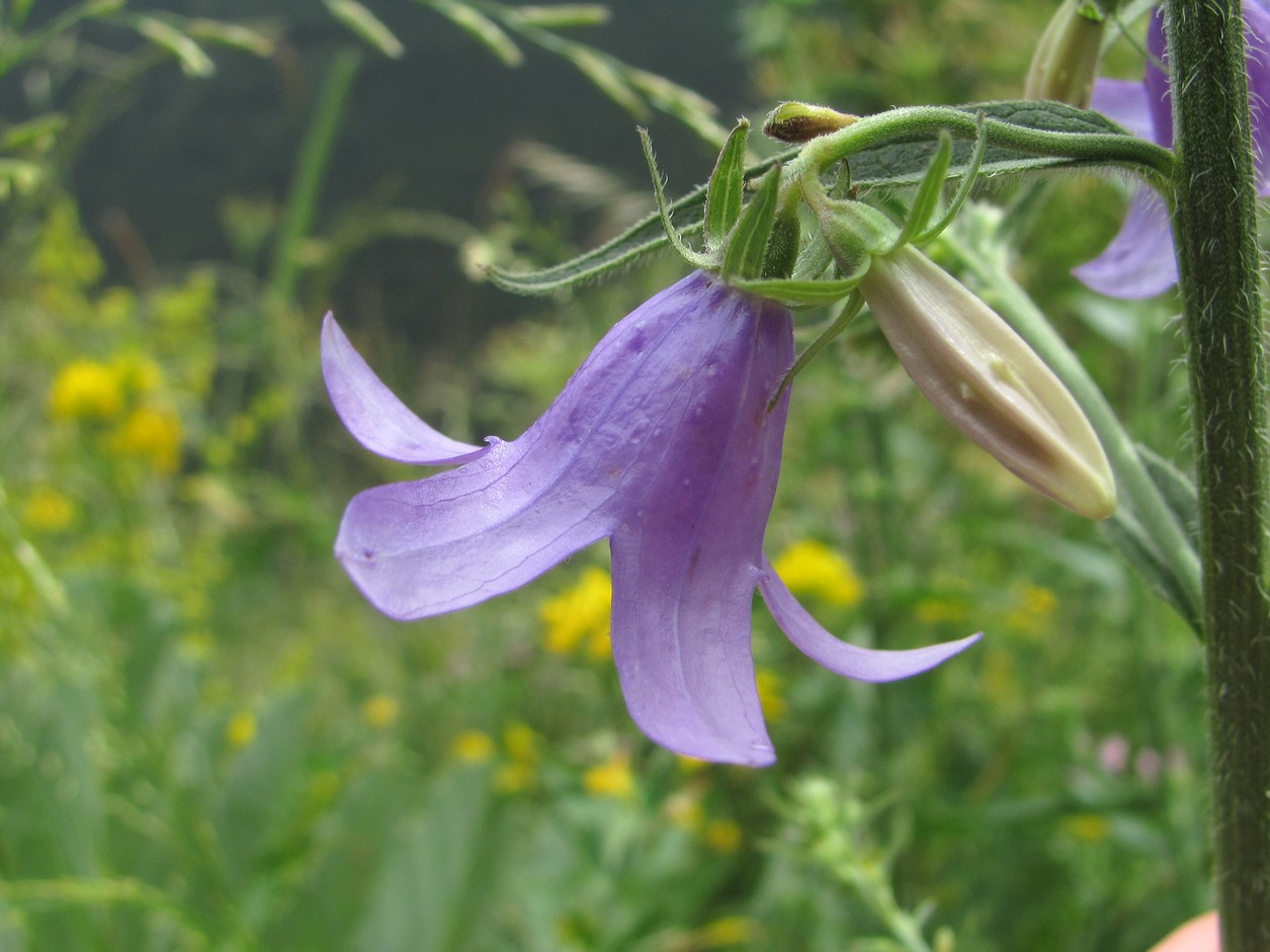 Изображение особи род Campanula.