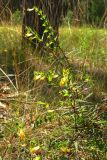 Melampyrum pratense