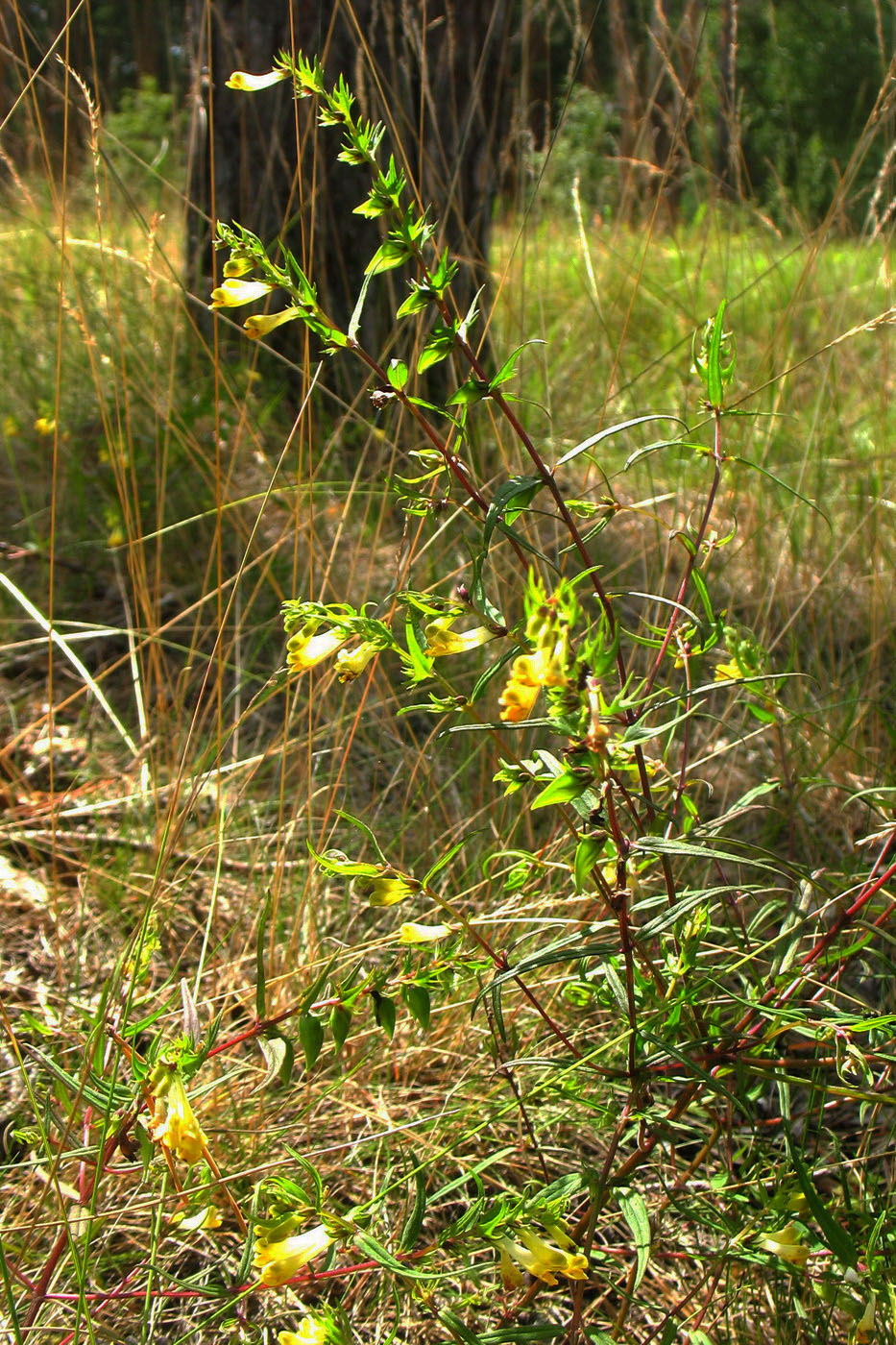 Image of Melampyrum pratense specimen.