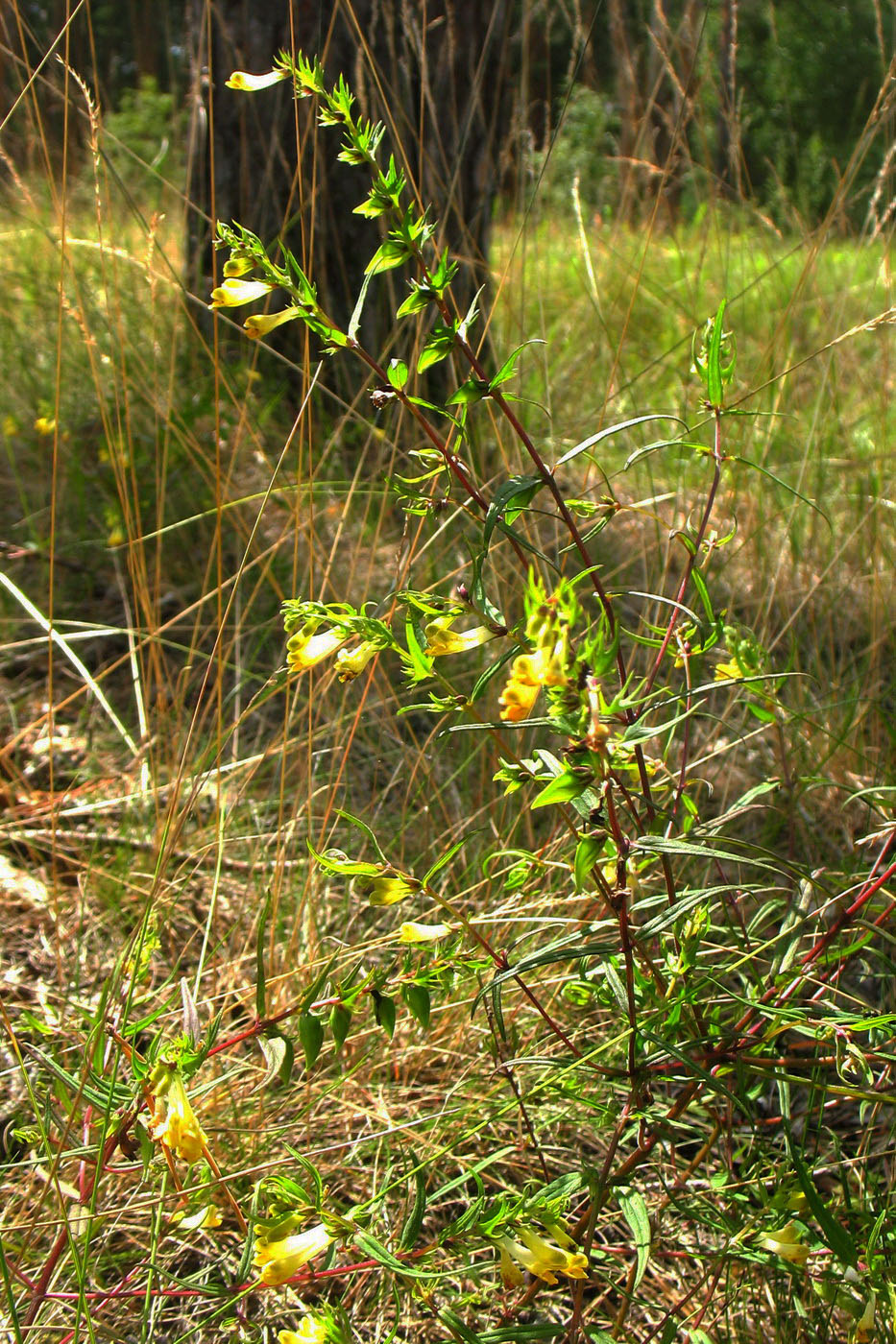 Изображение особи Melampyrum pratense.