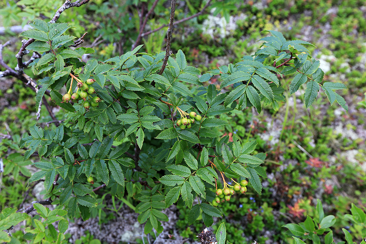 Изображение особи Sorbus sambucifolia.