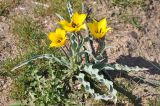 Tulipa behmiana