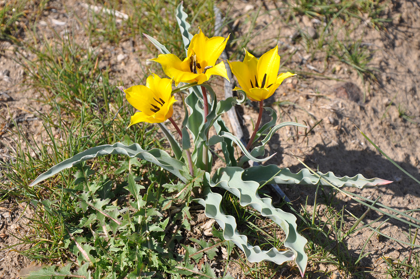 Image of Tulipa behmiana specimen.