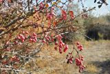 Berberis iliensis