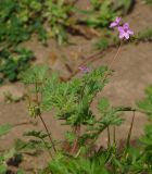 Erodium cicutarium