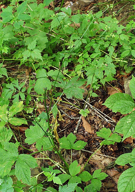 Изображение особи Sanicula chinensis.