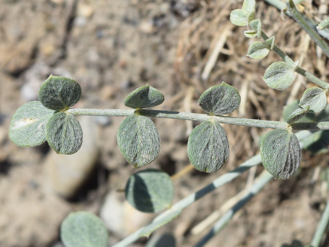 Изображение особи Astragalus namanganicus.