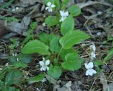 Viola alexandrowiana