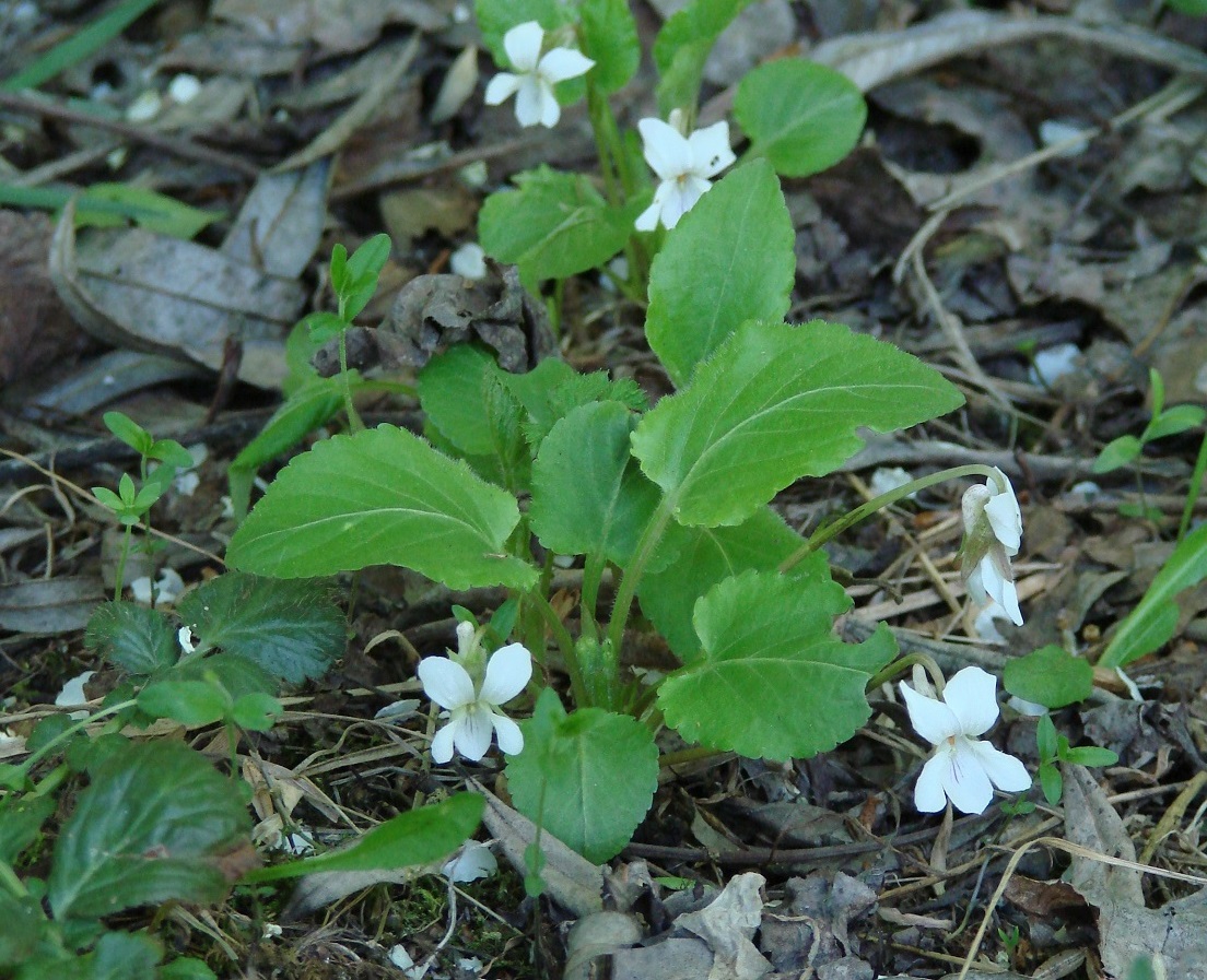 Изображение особи Viola alexandrowiana.