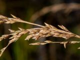 Molinia caerulea