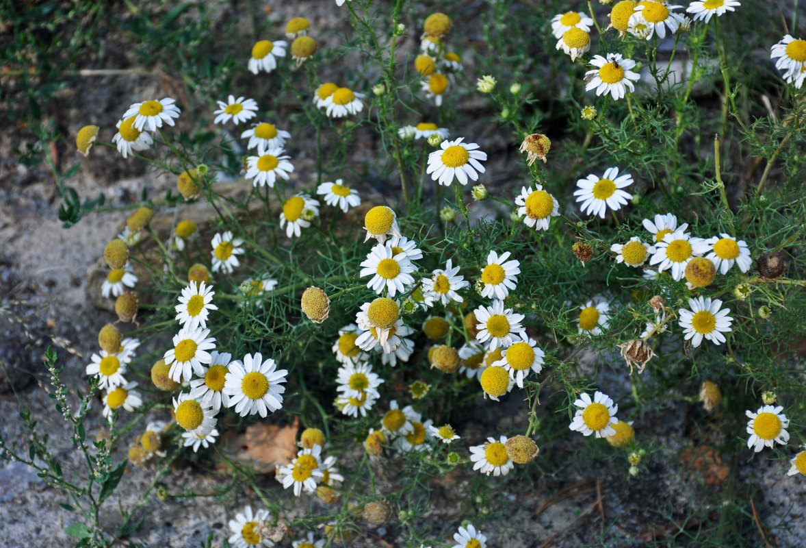 Image of Tripleurospermum inodorum specimen.