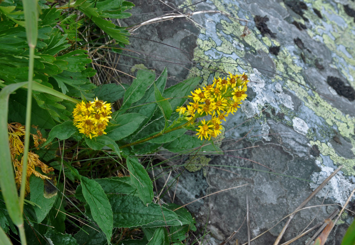 Изображение особи Solidago virgaurea.