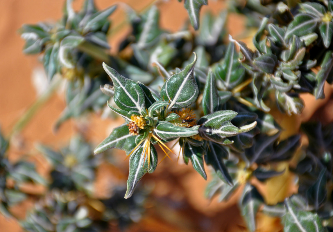 Image of Xanthium spinosum specimen.