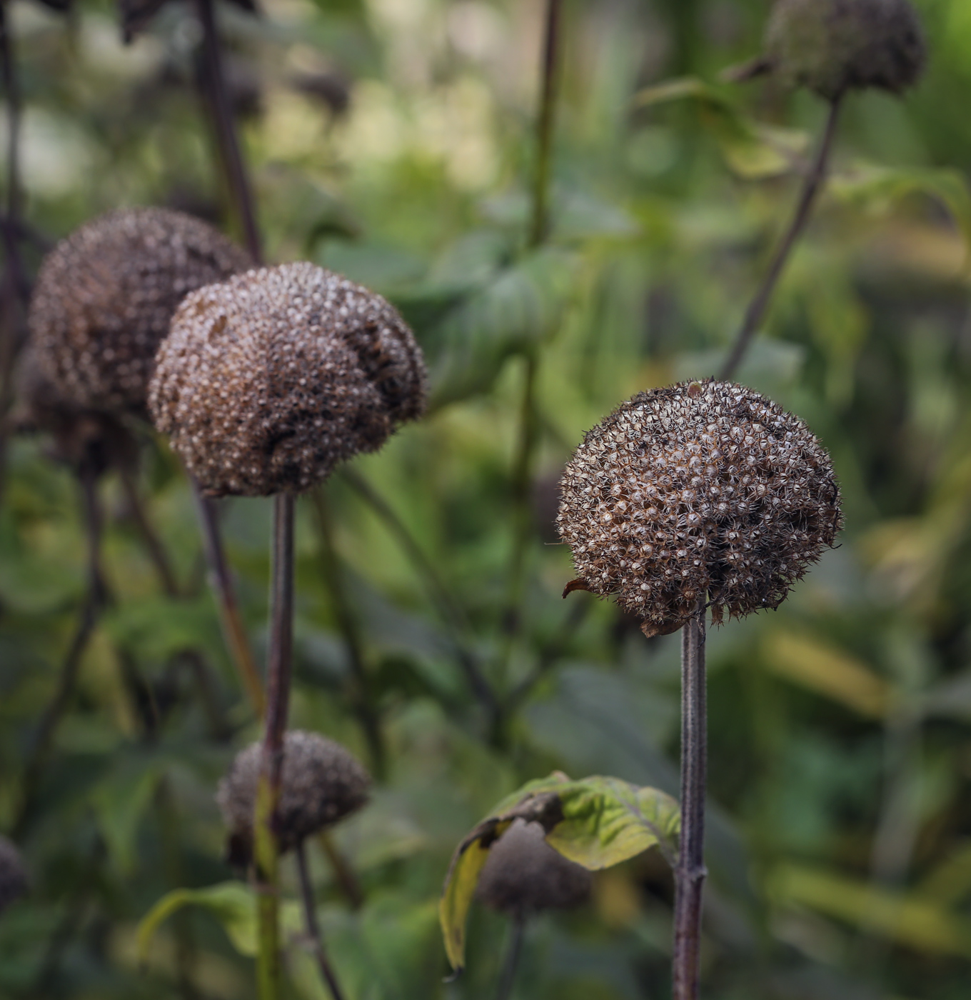 Image of genus Monarda specimen.