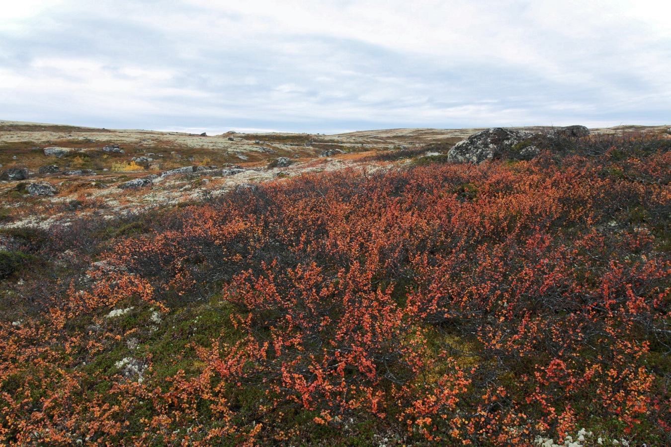 Image of Betula nana specimen.