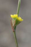 Bupleurum asperuloides. Соцветие. Крым, Севастополь, окр. мыса Фиолент. 6 сентября 2013 г.