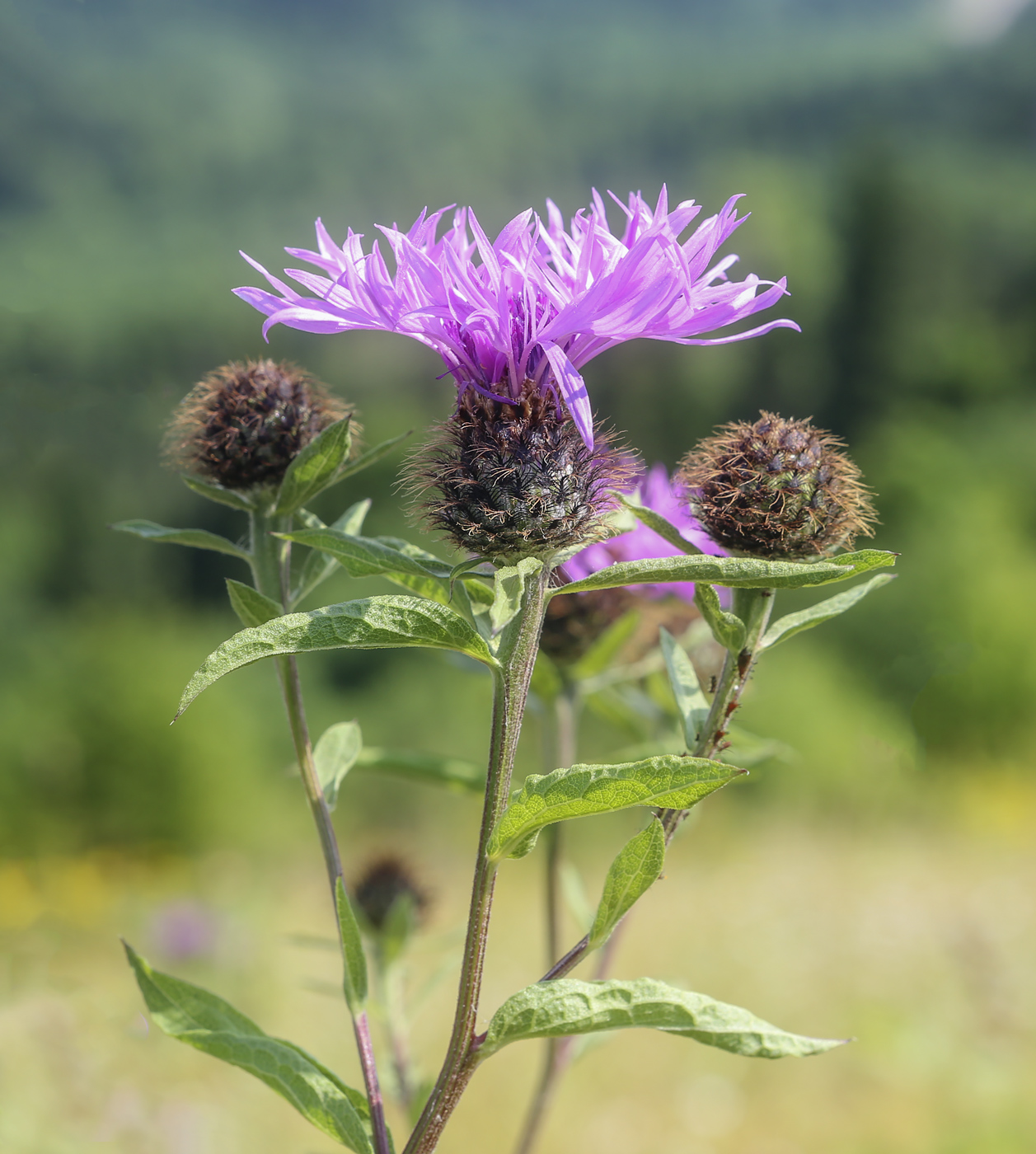 Image of Centaurea pseudophrygia specimen.