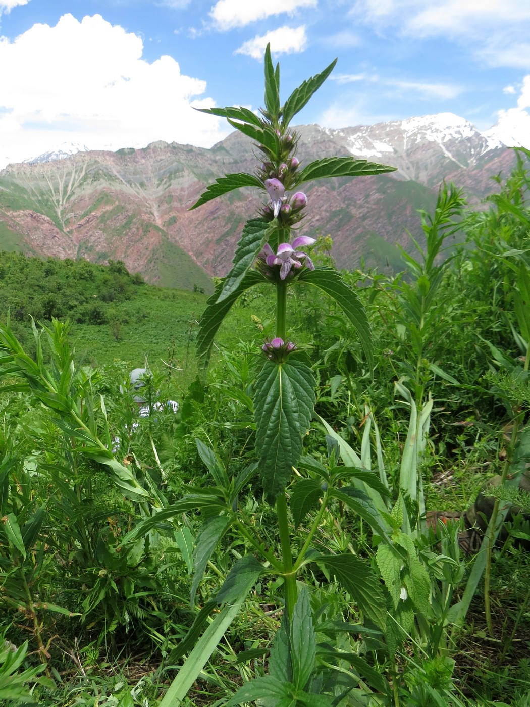 Изображение особи Stachyopsis oblongata.