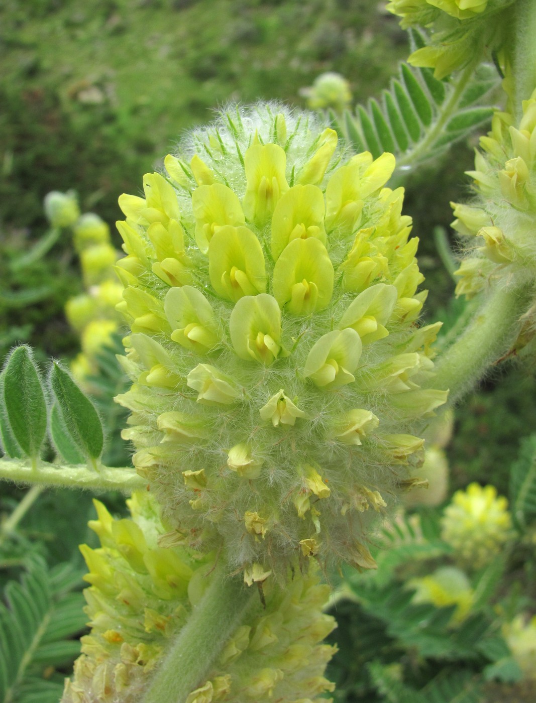 Изображение особи Astragalus maximus.