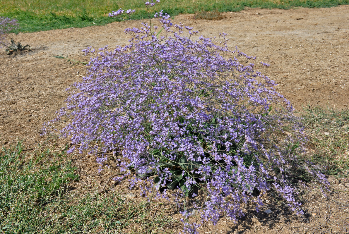 Изображение особи Limonium scoparium.