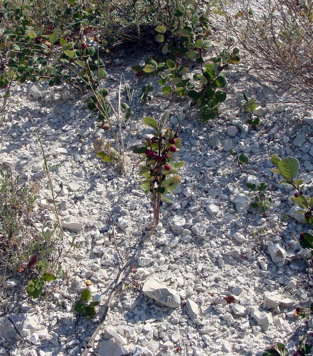 Image of Cotoneaster melanocarpus specimen.