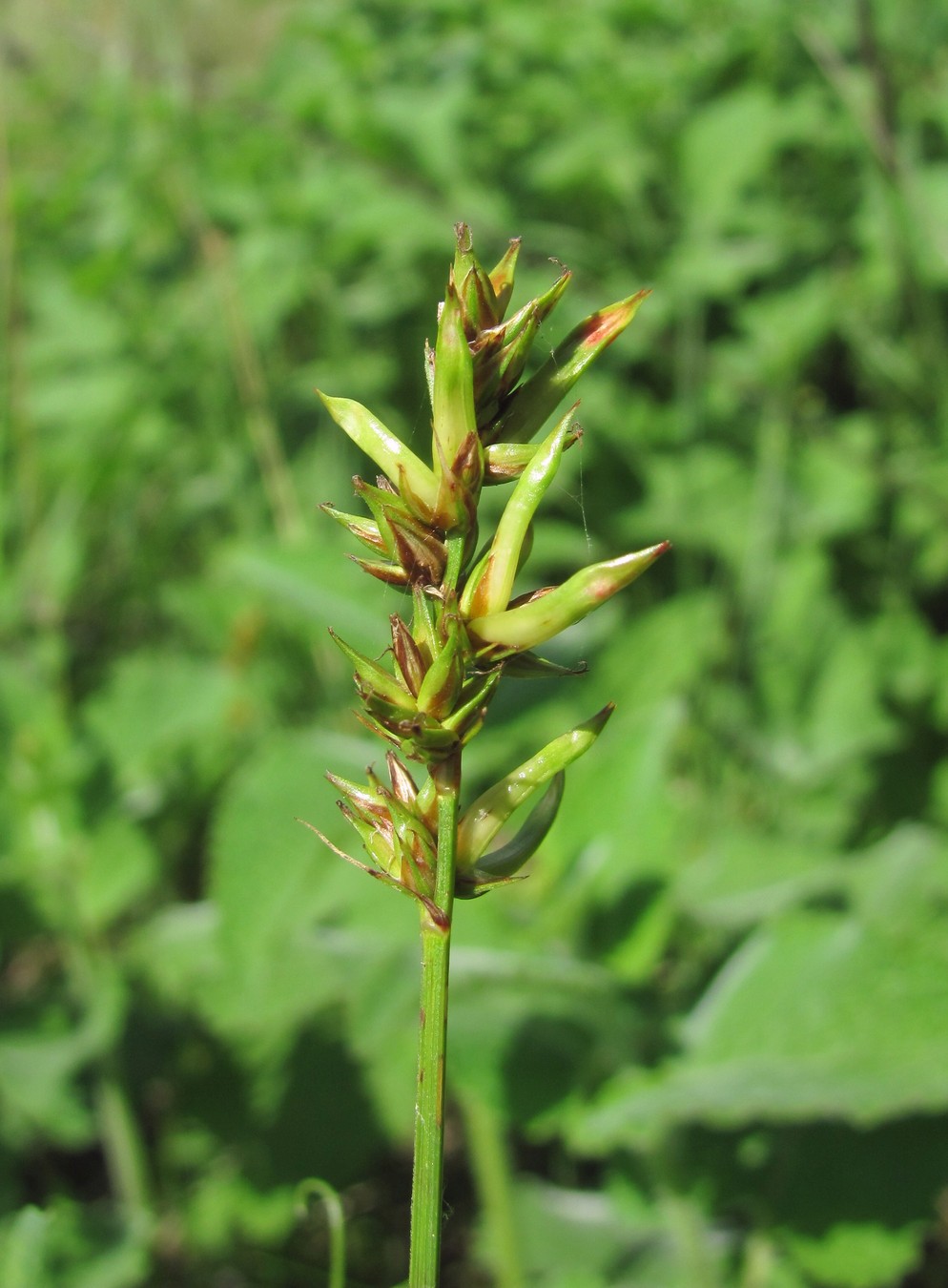 Image of Carex spicata specimen.