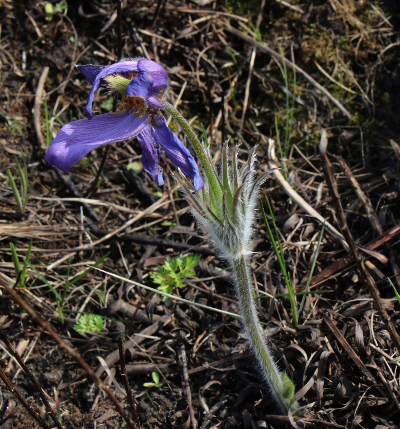 Изображение особи Pulsatilla patens.