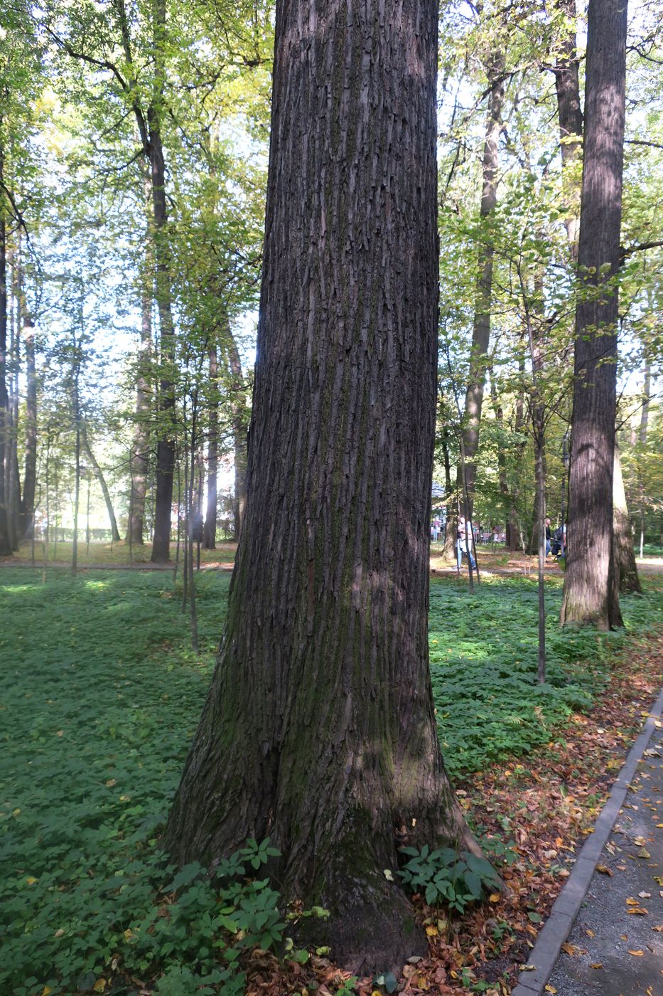 Image of Populus &times; sibirica specimen.