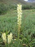 Pedicularis proboscidea