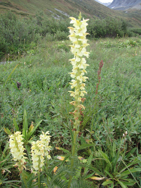 Изображение особи Pedicularis proboscidea.