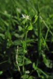 Stellaria alsine