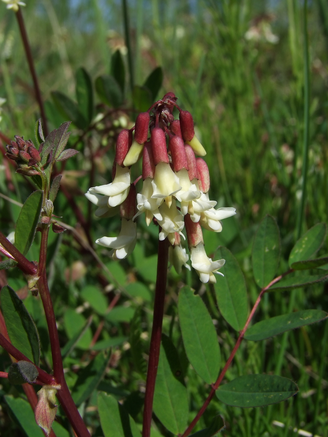 Изображение особи Astragalus frigidus.