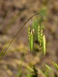 Bromus squarrosus. Соцветия. Татарстан, Зеленодольский р-н, Свияжск, подножие заросшего склона. 06.06.2021.