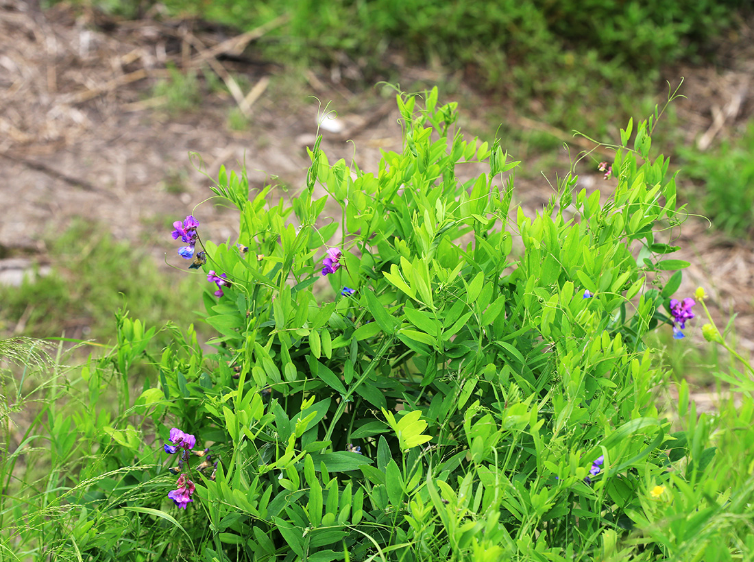 Изображение особи Lathyrus pilosus.