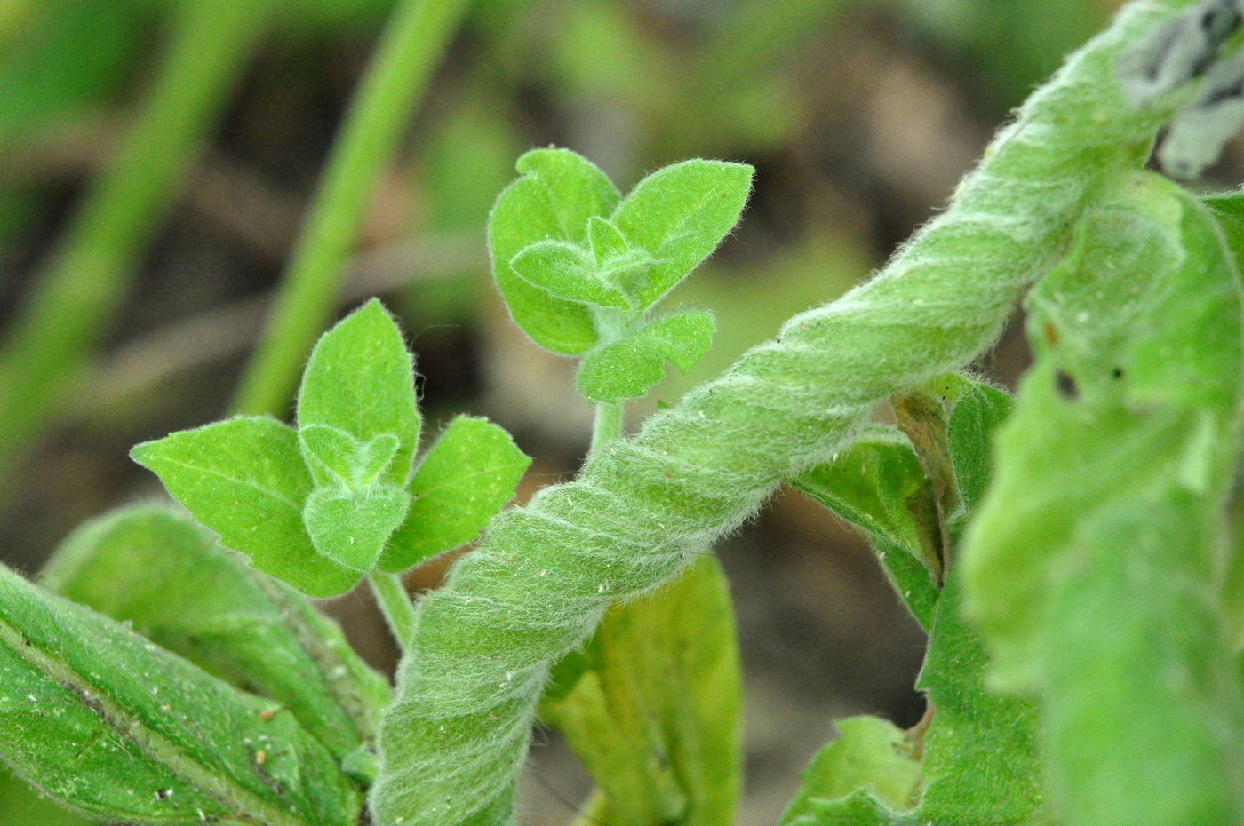 Image of Mentha longifolia specimen.