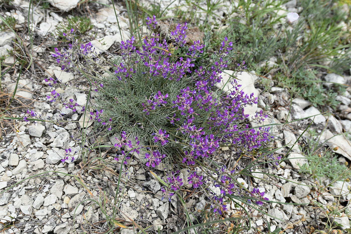 Изображение особи Astragalus tauricus.