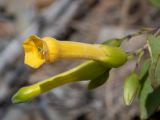 Nicotiana glauca. Цветок, бутоны и часть повреждённого листа. Греция, Эгейское море, о. Сирос, пос. Манна (Μάννα), обочина автодороги, рядом с автосервисом. 26.04.2021.