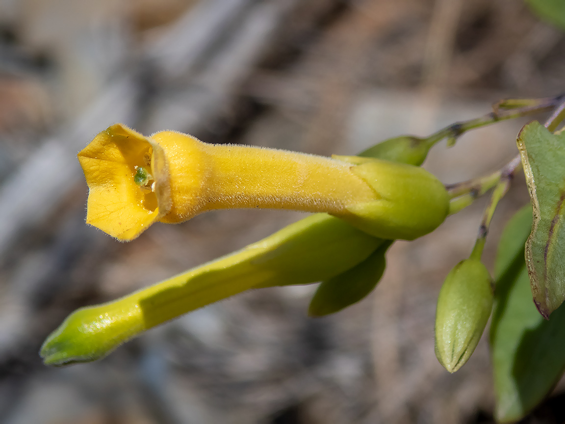 Изображение особи Nicotiana glauca.