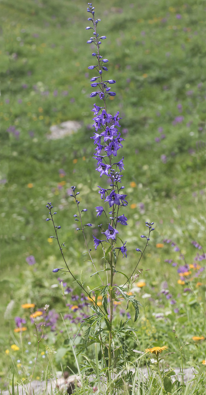 Image of Delphinium flexuosum specimen.