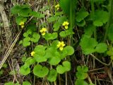 Viola biflora. Куртина из цветущих растений. Камчатский край, Елизовский р-н, природный парк \"Вулканы Камчатки\", кордон Семёновский, по склону вдоль правого борта притока р. Пиначёвка, 650 м н.у.м. 10.07.2009.