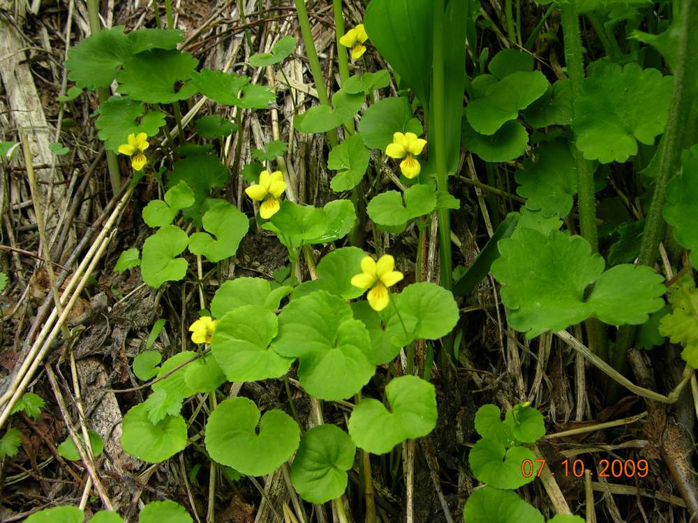 Image of Viola biflora specimen.