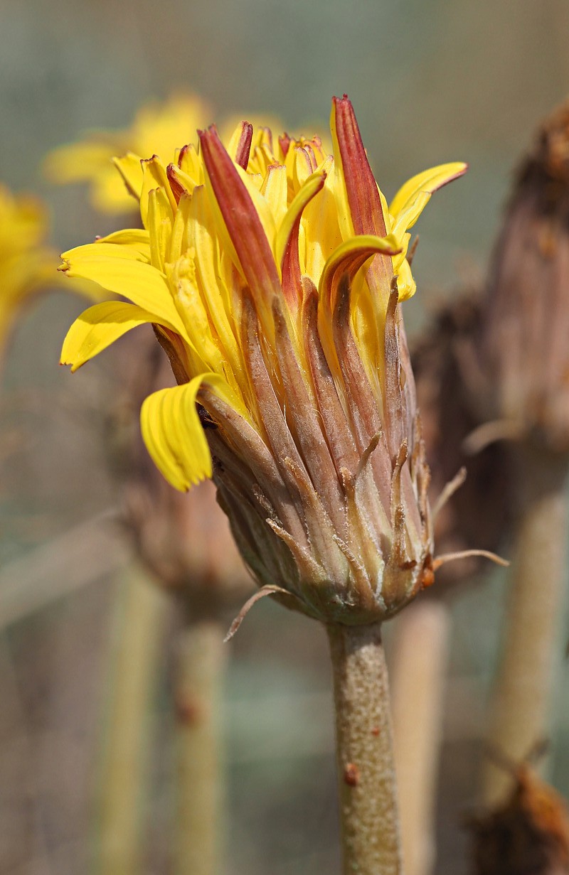 Изображение особи Taraxacum serotinum.