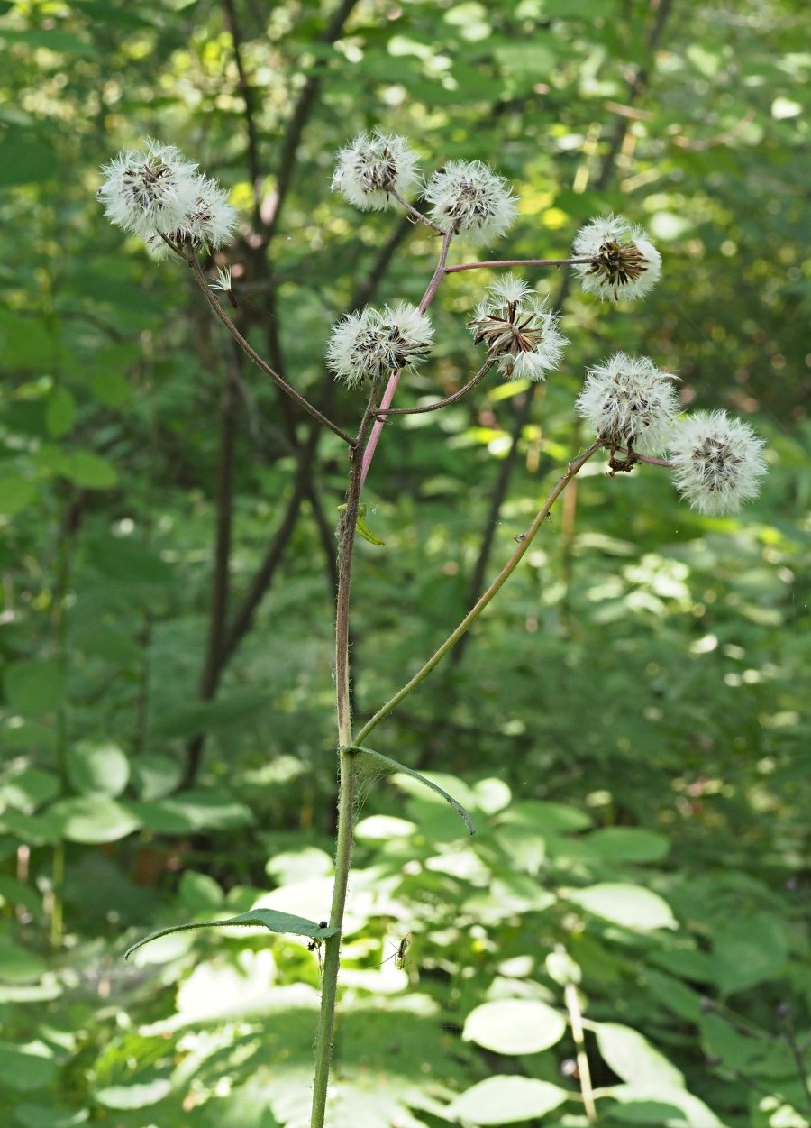 Image of Crepis sibirica specimen.