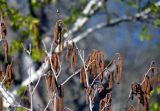 genus Alnus. Верхушка ветви с соцветиями. Самарская обл., Жигулёвский заповедник, гора Стрельная, опушка лиственного леса. 02.05.2021.